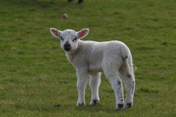 Naklejka na ściany i meble lambs in a field
