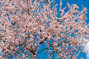 cherry tree blooming outdoor in April