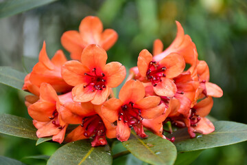 Orange Vireya Rhododendron Flowers Blooming