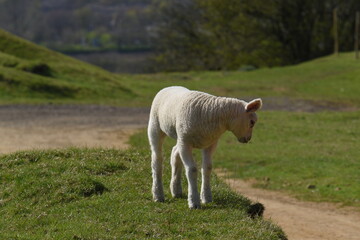 Obraz na płótnie Canvas lambs in a field