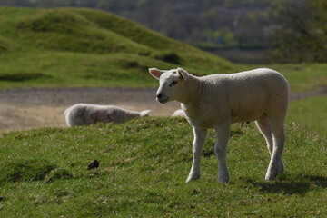Obraz premium lambs in a field