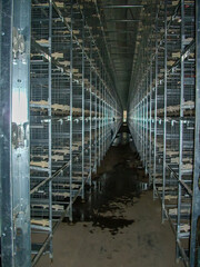 Rows of empty cages from inside an industrial chicken egg layer confinement building.