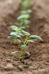A potato seedling in the garden. Potato field