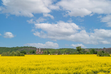 Yellow rapeseed field with deep blue sky
