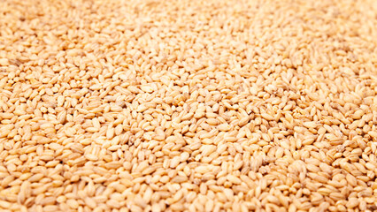 background of wheat grain