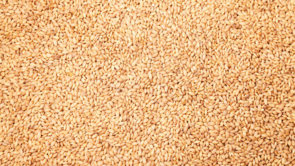 Abstract background of harvest wheat seeds background. World food crisis recession concept.