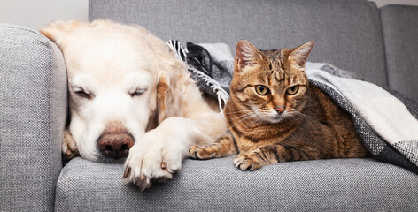 Happy young golden retriever dog and cute mixed breetabby cat © prystai