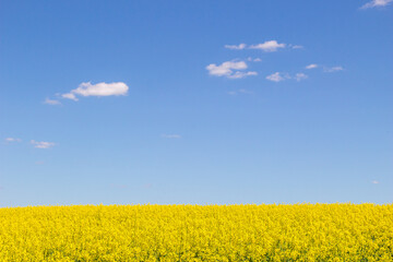 Fototapeta premium Yellow rapeseed field with deep blue sky
