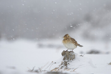 Eurasian skylark (Alauda arvensis) standing in heavy snowfall.