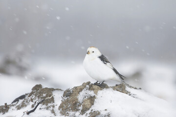 snow bunting (Plectrophenax nivalis) standing in snowfall.