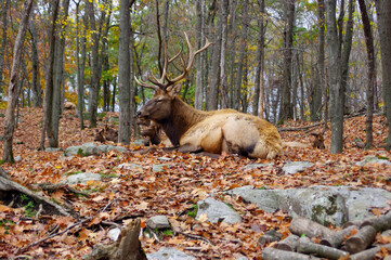 brown deer in woods in fall looking away