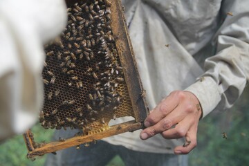Beekeeper holding a honeycomb full of bees