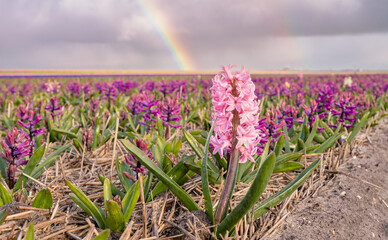 Samotny różowy hiacynt na polu pełnym fioletowych hiacyntów, w tle pochmurne niebo z tęczą.