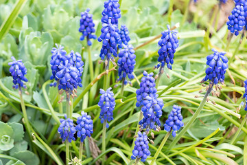 blue hyazinthe flowers in the garden