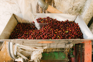 Coffee cherries being process