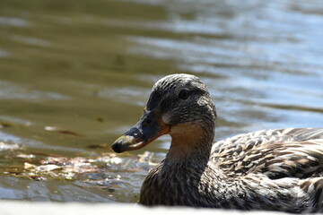 duck in the water