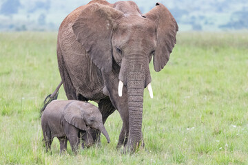 Fototapeta na wymiar mother with its baby African elephant