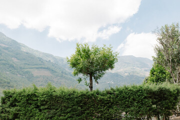 Fototapeta premium Tree in the mountains 