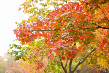 Colorful red autumn branches on isolated background morning time in Korea.