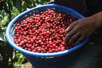 Fresh Coffee Cherries being picked 