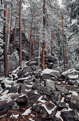 Winter scenery in the forest. Carpathians, Ukraine.