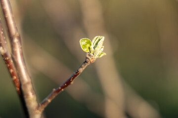 First leaves on a tree. Spring season. Concept of the beginning of a new life.