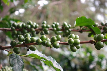 Green Coffee Maturing 