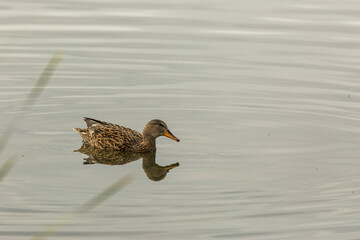 Mallard in spring in Aiguamolls De L Emporda Nature Park, Spain