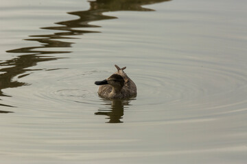 Mallard in spring in Aiguamolls De L Emporda Nature Park, Spain