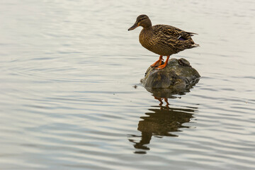 Mallard in spring in Aiguamolls De L Emporda Nature Park, Spain