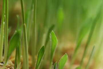 Close-up of growing grass in soft focus. Green background on the theme of ecology and farming