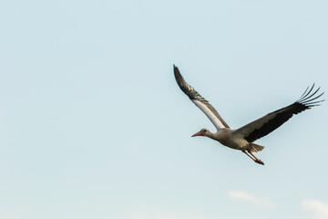 Egyptian goose in Aiguamolls De L Emporda Nature Reserve, Spain