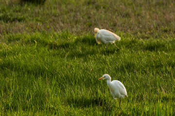 Cattle egret (Bubulcus ibis) in Aiguamolls De L Emporda Nature Reserve, Spain