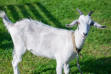Goat with leash on its neck on fresh green grass background. Countryside, animals, farming