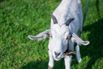 Fototapeta premium Closeup of goat looking straight into the camera, stands on fresh green grass in the countryside. Animal head in the right side of the picture. Top view. Farming background with a free space for text