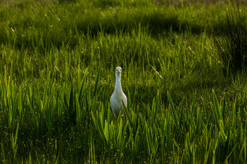 Cattle egret (Bubulcus ibis) in Aiguamolls De L Emporda Nature Reserve, Spain