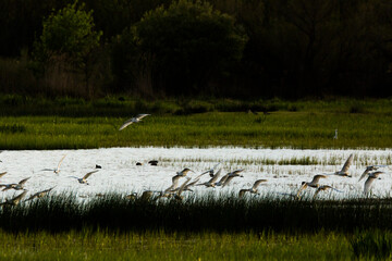 Sunset and birds in Aiguamolls De L Emporda Nature Reserve, Spain