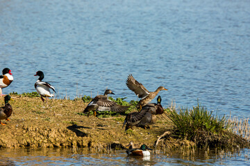 Mallard in spring in Aiguamolls De L Emporda Nature Park, Spain