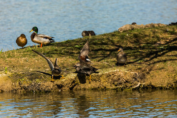 Mallard in spring in Aiguamolls De L Emporda Nature Park, Spain