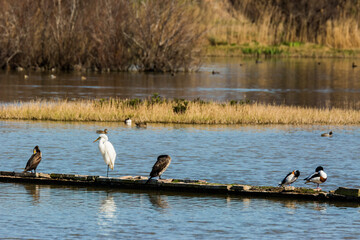 Cormorant in spring in Aiguamolls De L'Emporda Nature Reserve, Spain © Alberto Gonzalez 