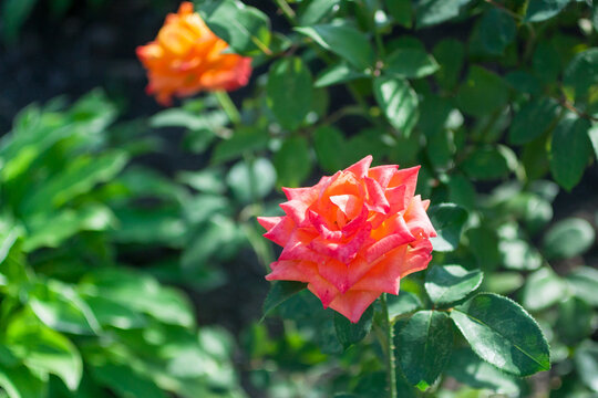 Beautiful bright rose orange flowers in a green garden. Natural flower background with a free space for text in the left side of the picture. Macro nature