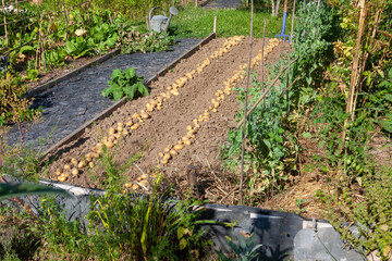 Récolte de pomme de terre au potager familial - rang de pomme de terre séchant au  soleil sur la terre