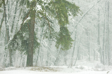 winter forest with snow-covered pines and firs