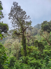 Sendero Los Quetzales Chiriquí