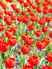 Red tulip flowers blooming in a field in spring, Nature background, Nobody