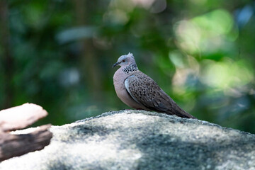 Spotted dove