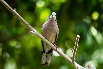 Spotted dove