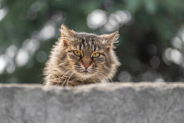 Portrait of a cat, looking at the camera, with bokeh background.
