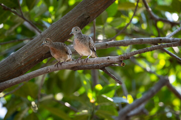 Spotted dove