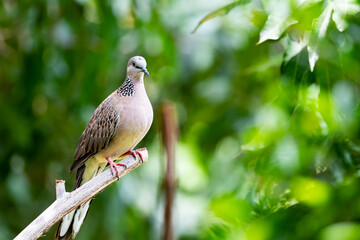 Spotted dove